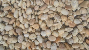 山河園林信譽好的雨花石銷售商 尋求優質的雨花石