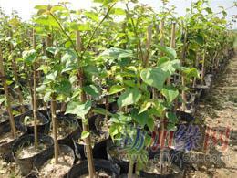 三角梅_三角梅價格_三角梅廠家-勤加緣網(wǎng)【廣東省華美霖園林實業(yè)】