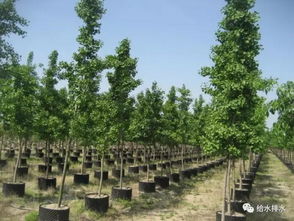 園林人想要什么樣的污泥 污泥處理產(chǎn)物和產(chǎn)品園林利用分析