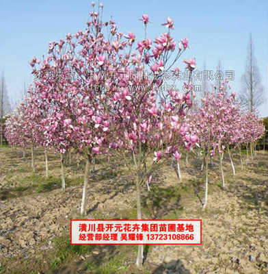 河南開元園林生態(tài)實(shí)業(yè)