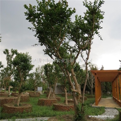 【紫薇供應(yīng)|精品苗木、工程苗木江西井岡園林實業(yè)發(fā)展商鋪