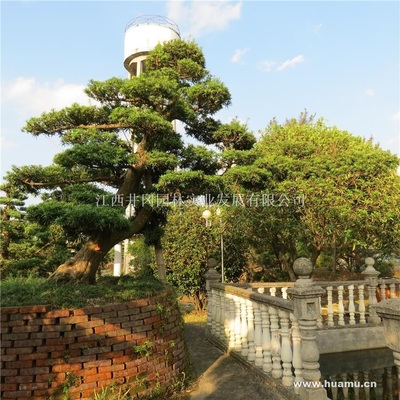 【羅漢松供應|精品苗木、工程苗木江西井岡園林實業發展商鋪