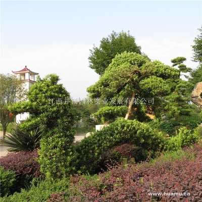 【羅漢松商|江西省吉安市吉州大道5號(hào)羅漢松】江西井岡園林實(shí)業(yè)發(fā)展羅漢松價(jià)格